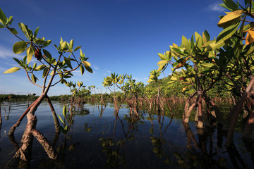 Young Mangrove trees in early morning light in Card Sound, Florida.