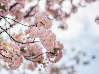 cherry blossom in spring