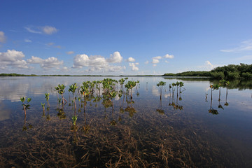 Young Mangrove trees in early morning light in Card Sound, Florida.