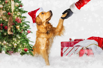 Dog Meeting Santa Claus at Christmas