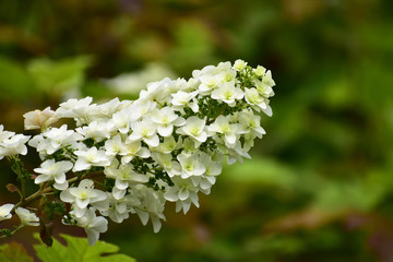 カシワバアジサイの花