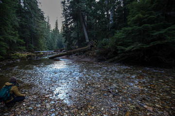 Obraz premium river in forest