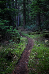 path in forest