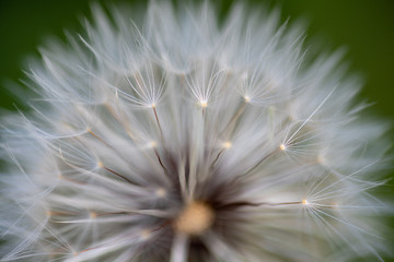 Close up shot of flower 