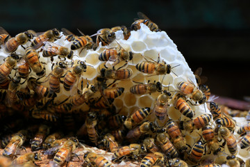 Close-up of bee on the honeycomb 