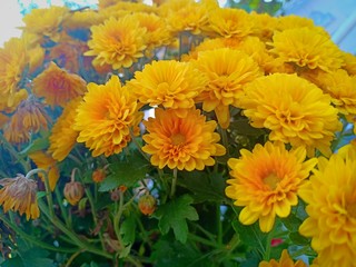 Yellow flower blooming vol.5