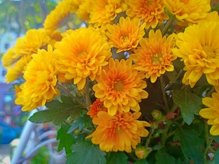 Yellow flower blooming vol.5