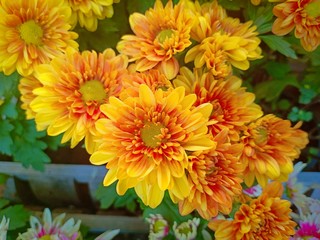 Fototapeta premium Yellow flower blooming vol.10