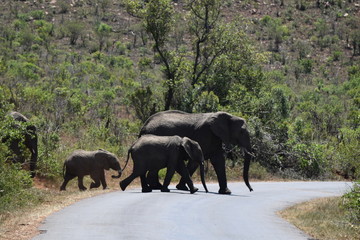 Elephant Family