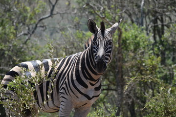 Zebra, South Africa