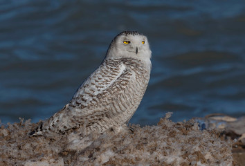 The snowy owl (Bubo scandiacus) on the shore of the lake Michigan.Every winter these owls migrate from the Arctic regions to Wisconsin and surrounding states.