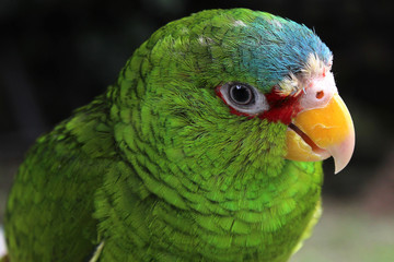 Pincha the White-fronted amazon