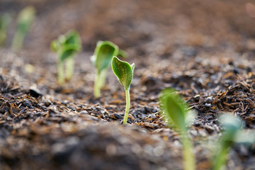 Close up seedlings of pumpkin and the sunlight in the evening