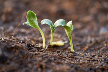 Close up seedlings of pumpkin and the sunlight in the evening