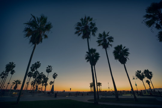 Palms on the beach in a sunset light at Venice Beach, California