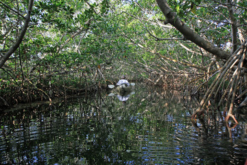 Kayaker in a dense Mangrove tunnel in Card Sound, Florida.