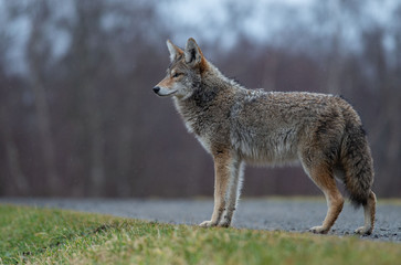 Obraz premium Coyote in British Columbia, Canada
