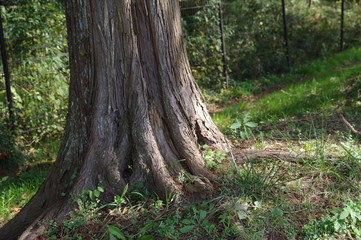 木の根元