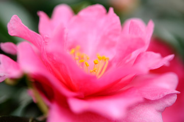 ピンクの山茶花の花