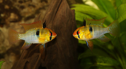 German Ram cichlid Mikrogeophagus ramirezi aquarium fish butterfly cichlid 