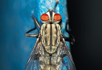 Macro Photo of Housefly Isolated on Background