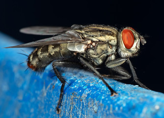 Macro Photo of Housefly Isolated on Background
