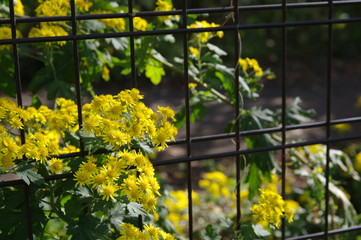 フェンスと黄色い花