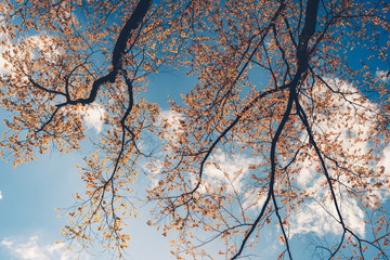 Branches and leaves, orange, spring and blue sky