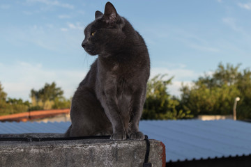 A gray cat looking  from the edge of the roof