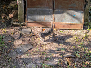 A grey cat looking up in the garden
