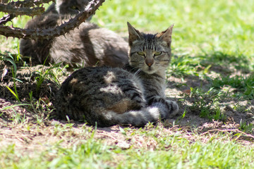A tabby cat resting