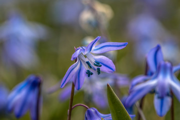 urginea maritima flover