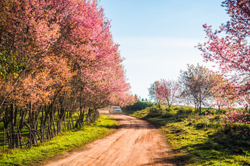 Wild himalayan cherry in sunshine day on top of mountain