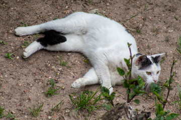 A spotted cat lying on the ground