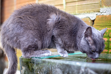 A gray cat drinking water