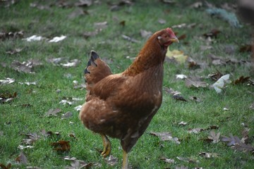 Rhode Island Red Chicken
