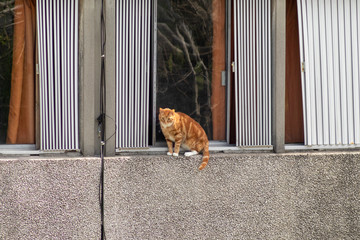 A tabby orange cat looking down