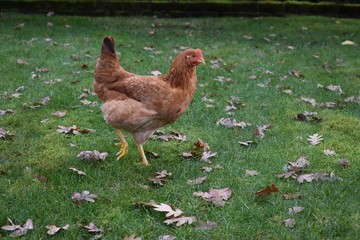 Rhode Island Red Chicken