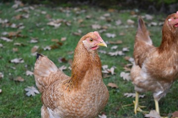 Rhode Island Red Hen 