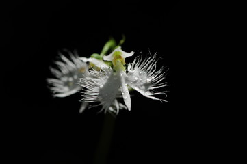 Korean wild flower
