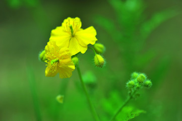 Korean wild flower