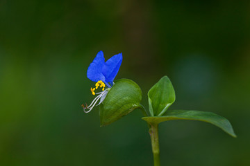 urginea maritima flover