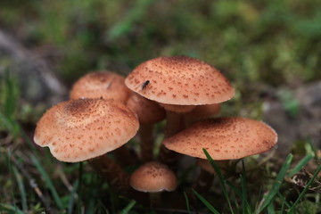 urginea maritima flover