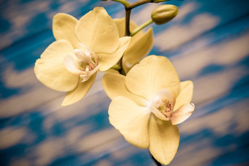A branch of yellow orchids on a blue wooden background 