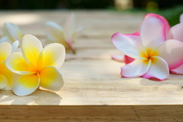 Fototapeta na wymiar Yellow and pink plumeria flower on wooden board background, copy space