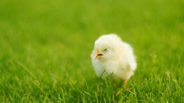 Yellow newborn chicken is standing in grass and peeping. FullHD 1080p.