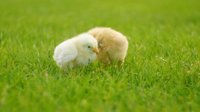 Two newborn chicken peeping in grass. FullHD 1080p.