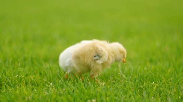 Two newborn chicken standing in grass. FullHD 1080p.