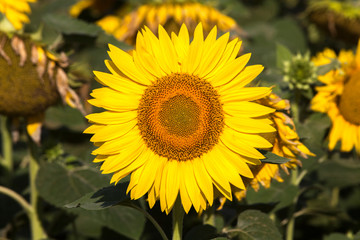 urginea maritima flover