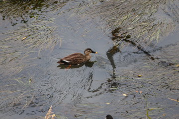 泳ぐ鴨